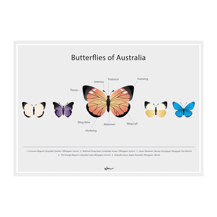 Australian Butterflies | STICKER SHEET 2024